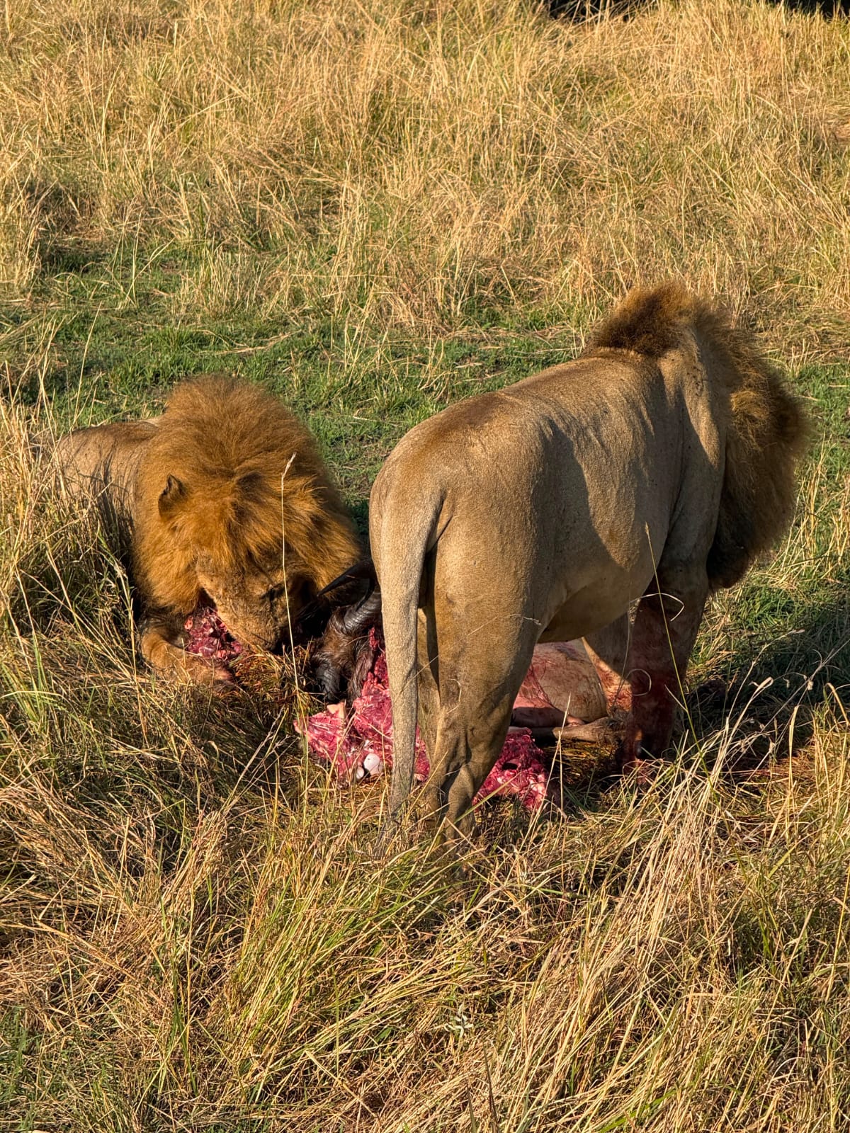 Mara & Nakuru Combo 5 Days